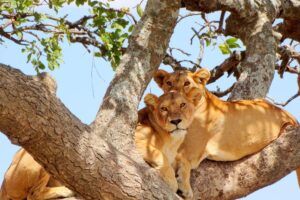 4 DAYS ITINERARY – TARANGIRE/ SERENGETI PARK/ NGORONGORO/ LAKE MANYARA