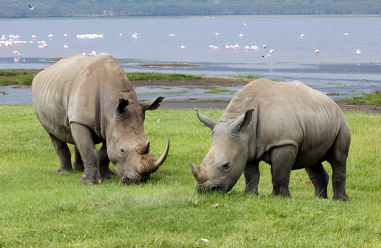 african wildlife guide