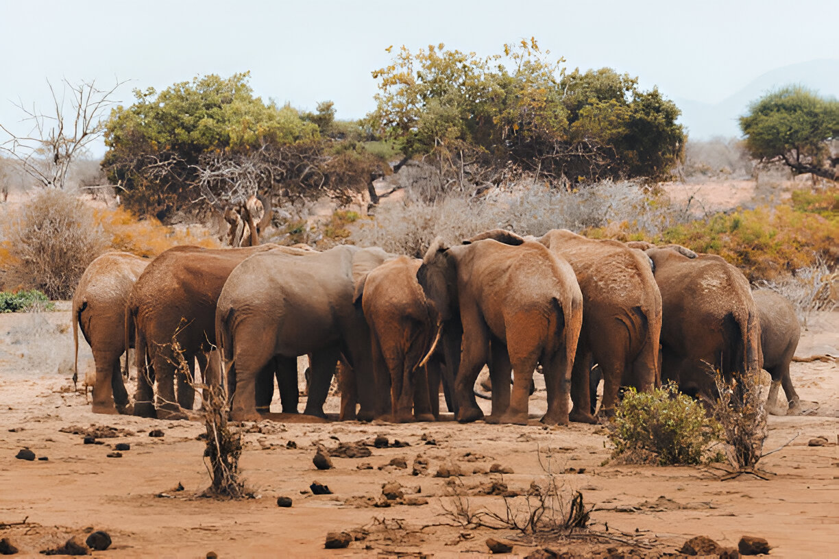 African wildlife