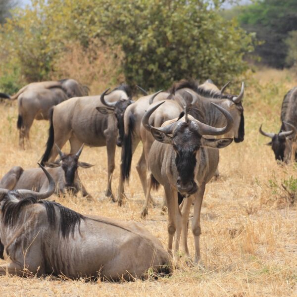 6 DAY SERENGETI WILDEBEEST MIGRATION SAFARI.